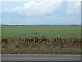 A field of winter wheat near Marshfield