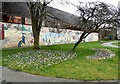 Crocuses in Victoria Park