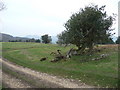 Holly trees at The Hollies near Lordshill