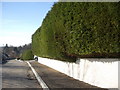 A bumper garden hedge