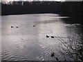 Lodge Pond with ducks