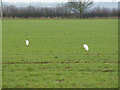 Little Egrets