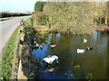 Duckpond at Willis Elm, near Berkeley