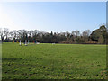 Hilly Field