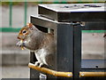 Foraging Squirrel, Eastham Country Park