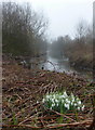 The River Rother and snowdrops on the bank