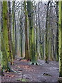 Beech trees in West Wood