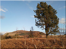 NO1706 : Tree planting by Glen Burn by Rob Burke