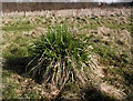 Grass tussock