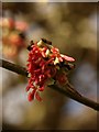 Persian Ironwood in  flower, Torre Marine