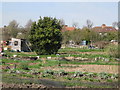 TQ3670 : Kent House Road Allotments, SE26 by Mike Quinn