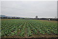 Rows of Cauliflowers