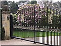 Blossoms on Compton Way