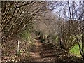 Bridleway at Catteshall