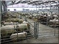 ST3034 : Sheep pens, Sedgemoor Auction Centre by Roger Cornfoot