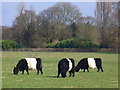 Byfleet Belties