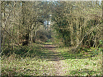 TQ1250 : Woodland path by Robin Webster