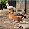 TQ4807 : Lesser Whistling Duck by Oast House Archive