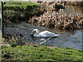 TM3860 : Dabbling swan at the Marsh Farm fishing lakes by Adrian S Pye