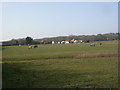 Woodlands, horse grazing