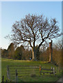 Tree and stump at sunset