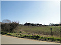 Hill Farm, Iken, with a late crop just emerging