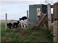 Lambs at Cooling Street