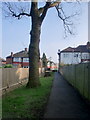 Oak Tree by Footpath to Oakwood Park, London N14