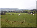 Sheep pasture, near Kilve