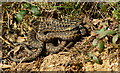 Adders at the British Wildlife Centre, Newchapel, Surrey