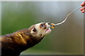 Polecat Feeding at the British Wildlife Centre, Newchapel, Surrey