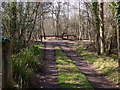 Track on Puttenham Common