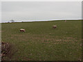 Field south east from Llanarth