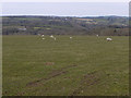 Field near Faenog-isaf farm