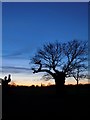 TQ1974 : Richmond Park: trees seen against the evening sky (3) by Stefan Czapski