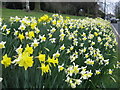 Daffodils beside Rope Walk