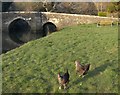 Hens at Lerryn