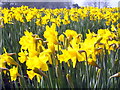 SW7630 : Daffodils at Penwarne by Rod Allday