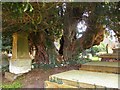 Ancient yew tree in the churchyard, Langley Marish