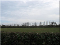 TQ4417 : Orchard Field by Simon Carey