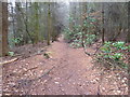 Path through Warren Wood