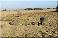 NS4560 : Standing stones at Gleniffer Braes by Lairich Rig