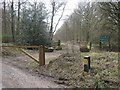 Close Wood forestry access