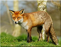 TQ3643 : Young Vixen at the British Wildlife Centre, Newchapel, Surrey by Peter Trimming