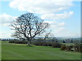 Winter tree on Hallamshire golf course