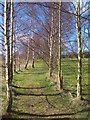 A Mini-Vista of Birch Trees