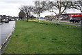 Daffodils on the divide between the two parts of Queens Drive