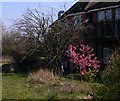 Blossom at Pax Hill Care Home