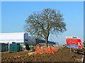 A tree and  the location of the former 13 Highworth Road, Stratton, Swindon