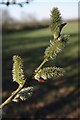 Catkins in Ingrave